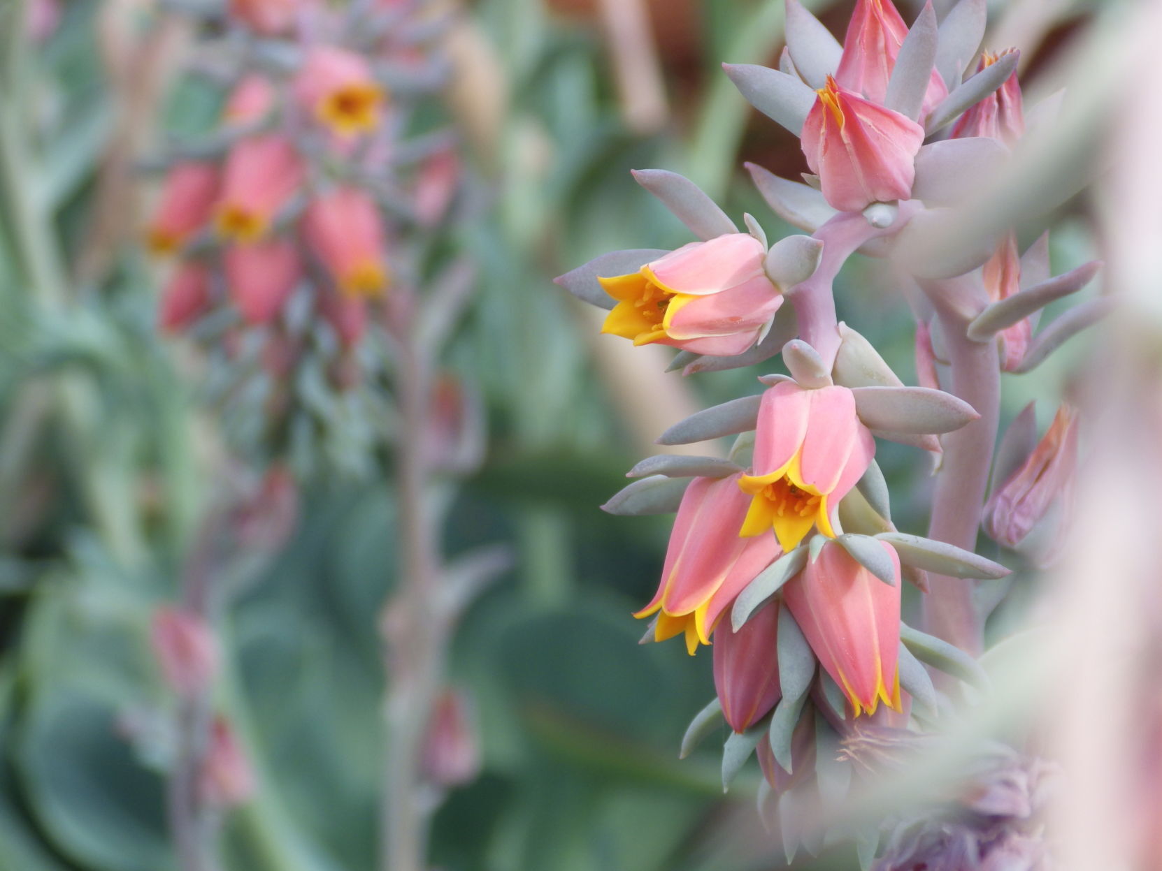 Cacti and succulents